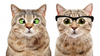 Prizmás Kandúr lencséi